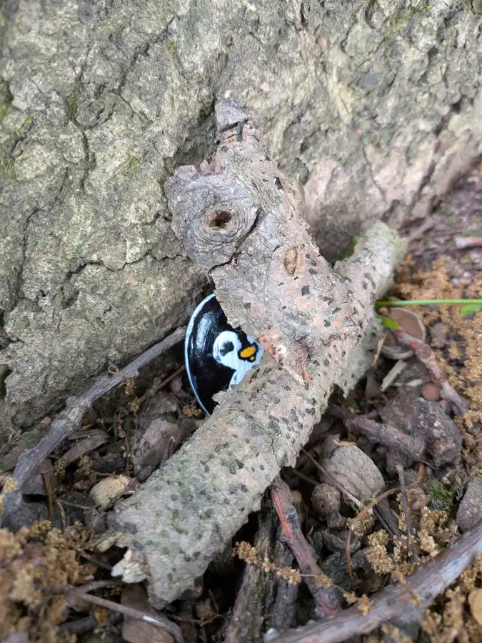A hidden painted stone. Can only be found with the GeoTraders map and location hints.